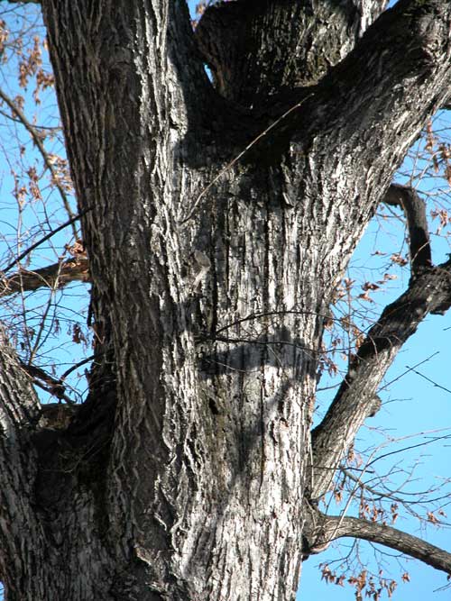 tilia sp 03