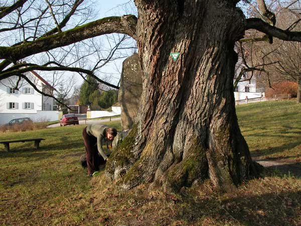 tilia sp 05