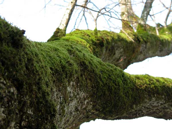 tilia sp 06