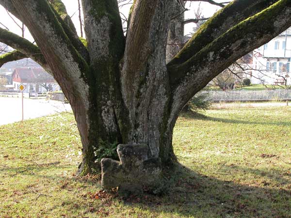 tilia sp 07