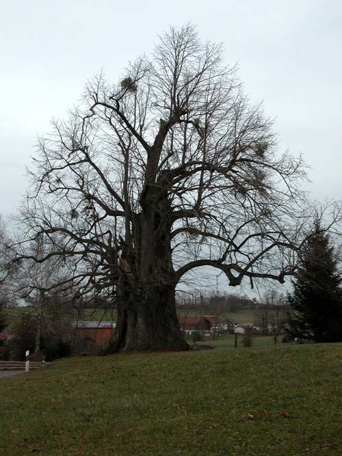 tilia sp 08