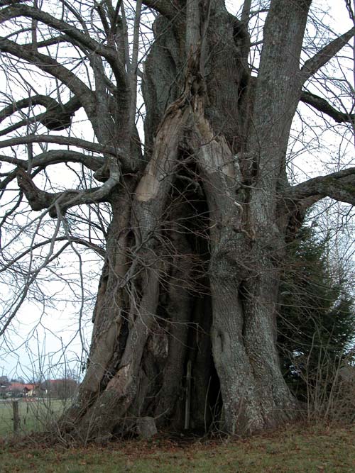 tilia sp 09