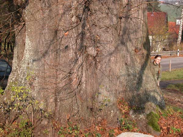 tilia sp 13