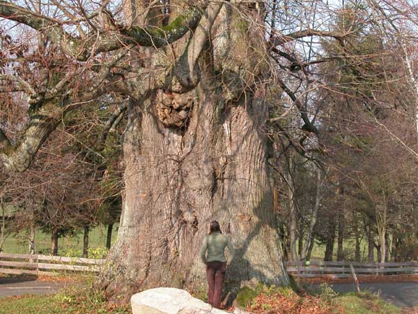 tilia sp 14