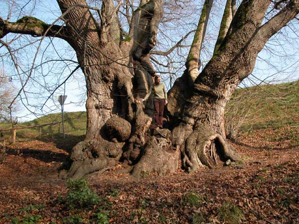 tilia sp 15