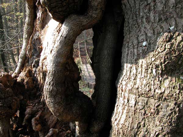tilia sp 16