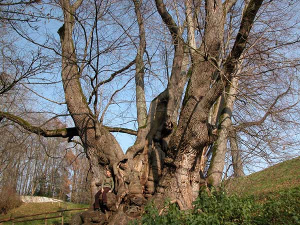 tilia sp 17
