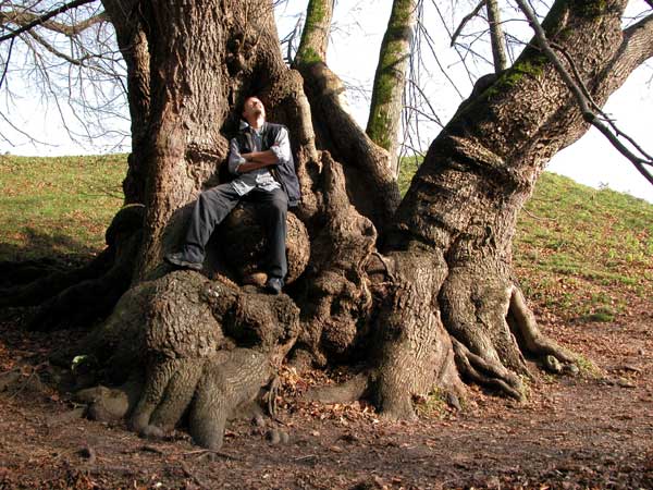 tilia sp 18