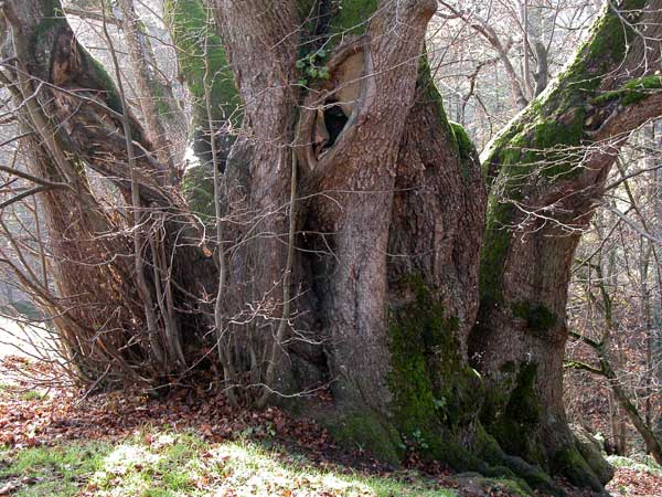 tilia sp 19