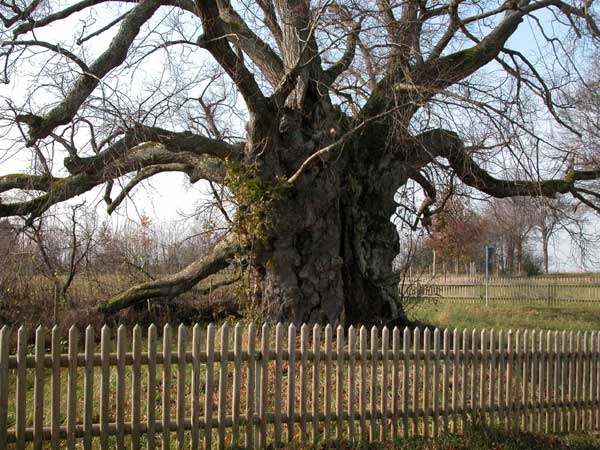 tilia sp 20