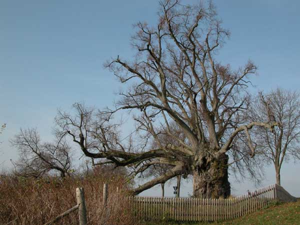 tilia sp 21