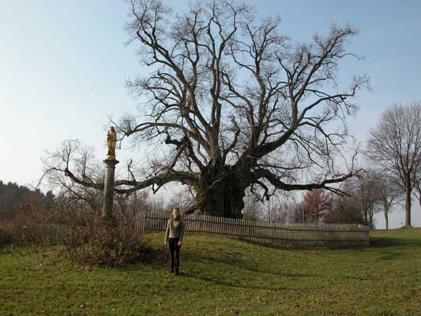 tilia sp 25