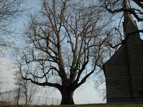 tilia sp 26