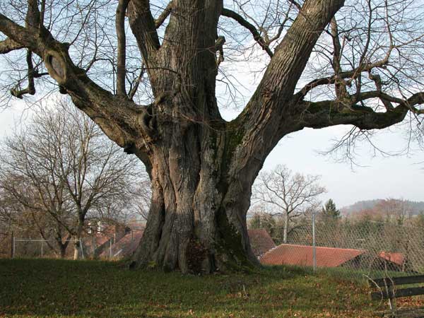tilia sp 28