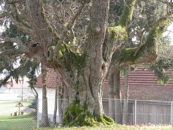 tilia sp 29