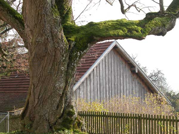 tilia sp 30