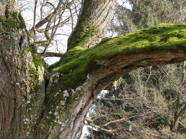 tilia sp 31