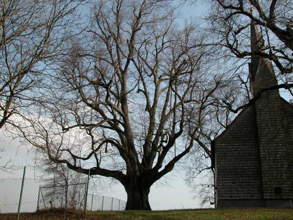 tilia sp 32