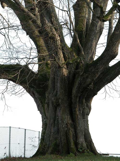 tilia sp 33