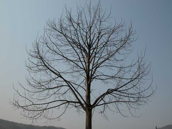 tilia sp 35