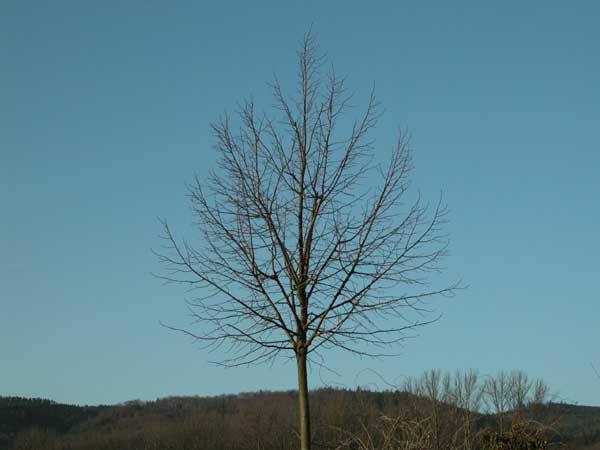 tilia sp 36