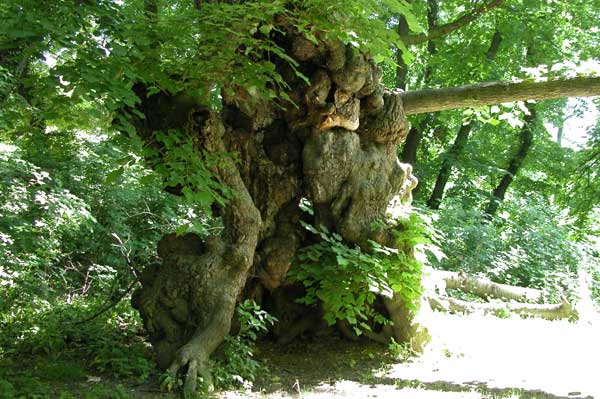 tilia sp 38