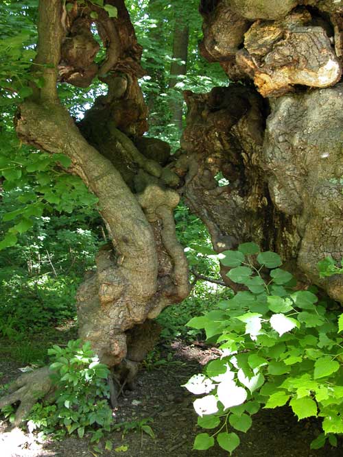 tilia sp 39