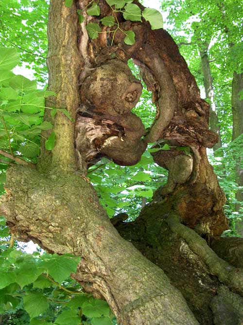 tilia sp 40