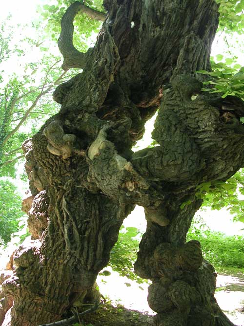 tilia sp 42