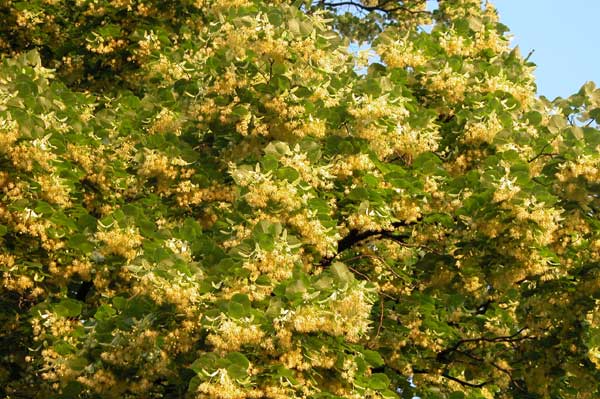 tilia sp 44