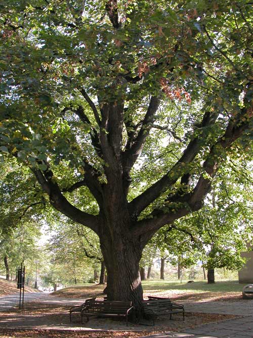 tilia sp 46