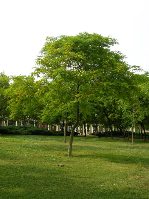 tipuana tipu 01