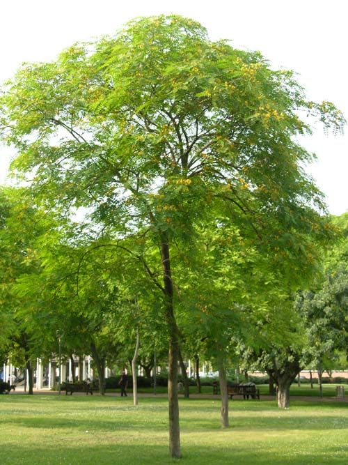 tipuana tipu 02