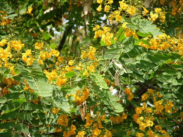tipuana tipu 04