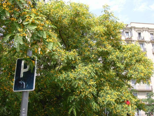 tipuana tipu 05