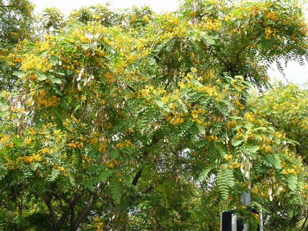 tipuana tipu 06