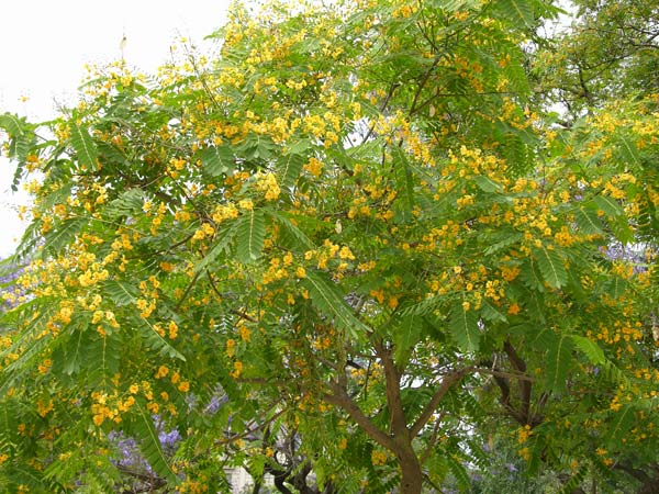 tipuana tipu 08