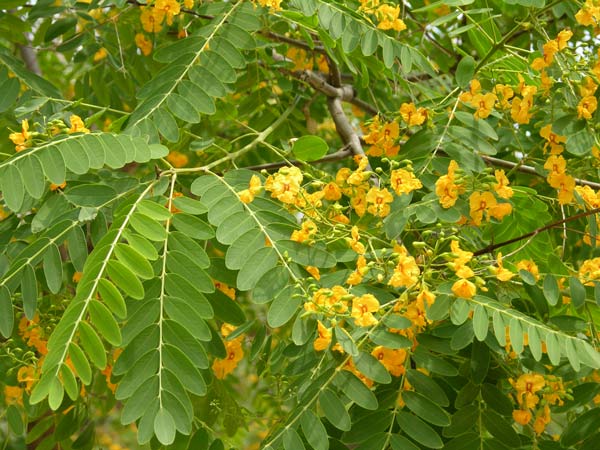 tipuana tipu 09