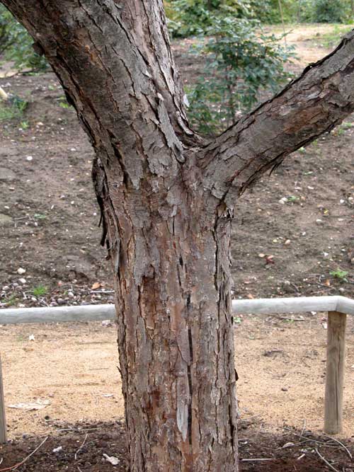 toona sinensis 01