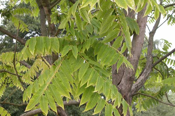 toona sinensis 02