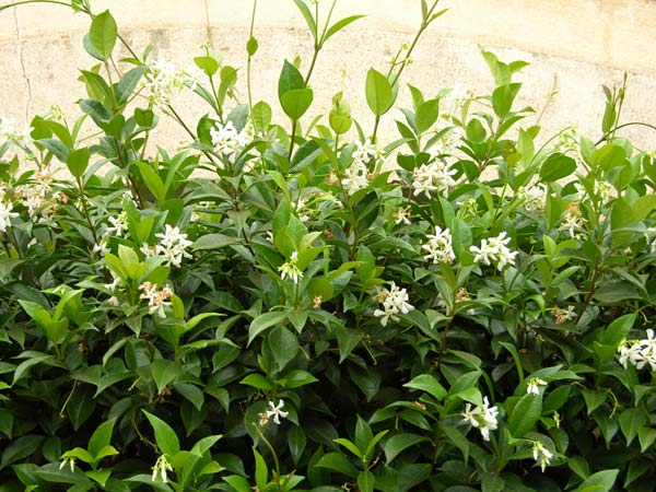 tracheliosp jasminoides 01
