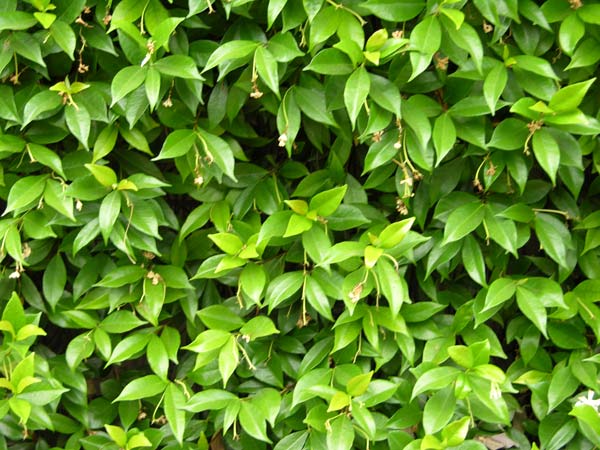 tracheliosp jasminoides 02