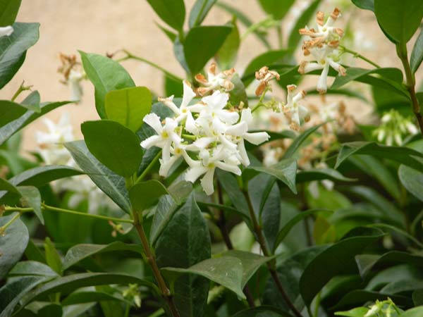 tracheliosp jasminoides 03