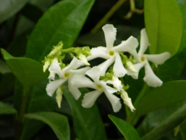 tracheliosp jasminoides 04