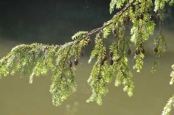 tsuga canadensis 01