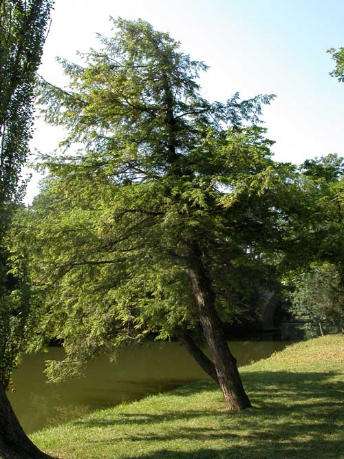 tsuga canadensis 02