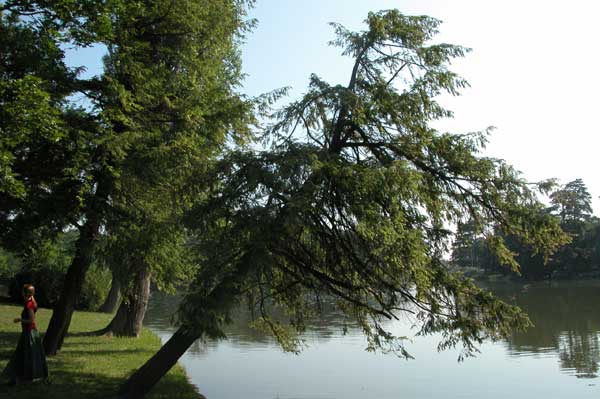 tsuga canadensis 03