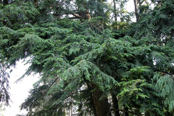 tsuga canadensis 04