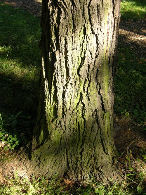 tsuga canadensis 06