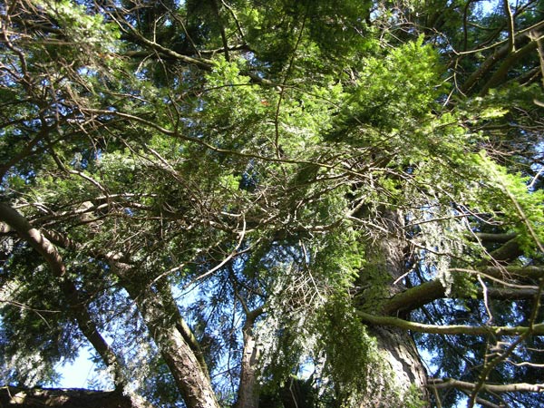 tsuga canadensis 07